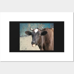 Cow Print Funny Cows Tongue Distressed Farm Gift for Cow Lovers Posters and Art